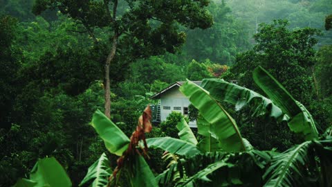 Rumantic Raining In A Forest | #viral, #nature,