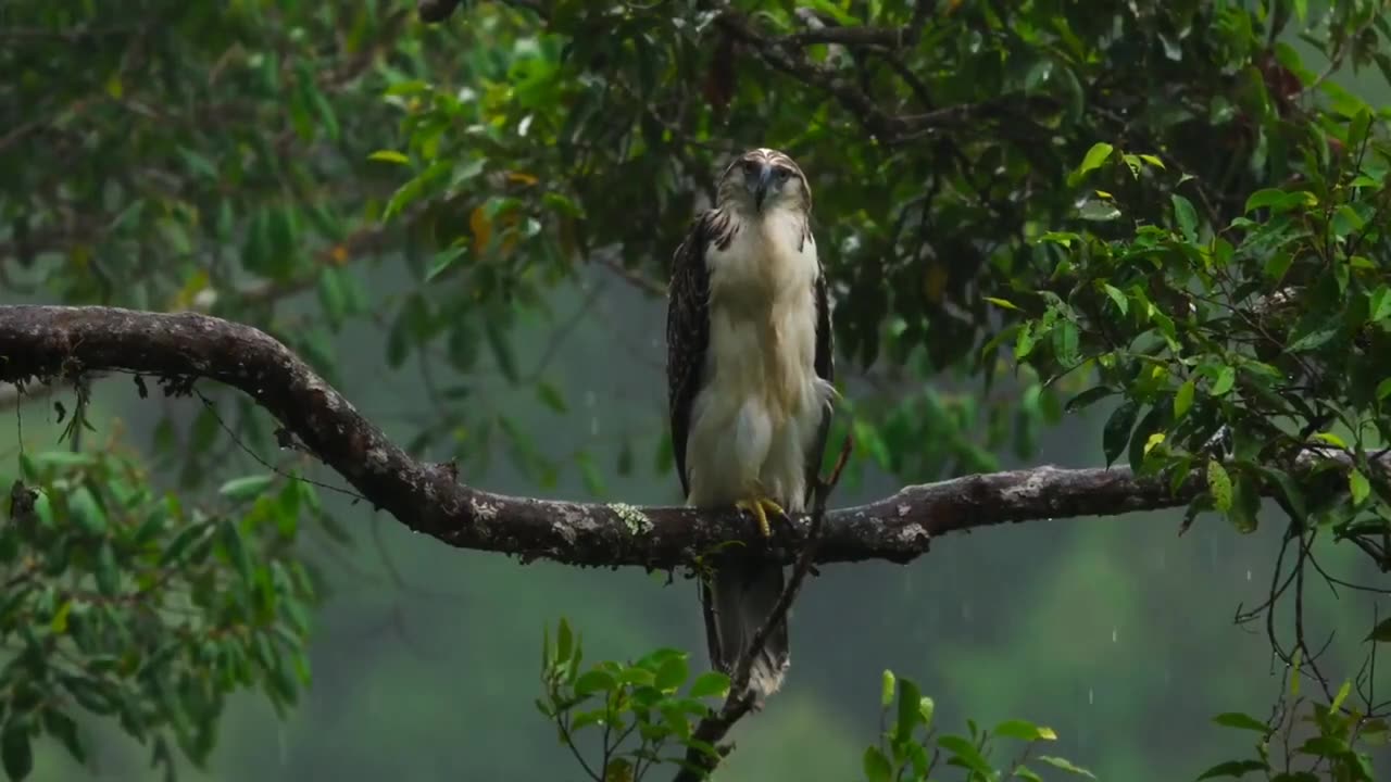 Amazon Jungle-4k Ultra HD Video -Amazon-Animals-Waterfall Forest Video-amazon rainforest-wildlife