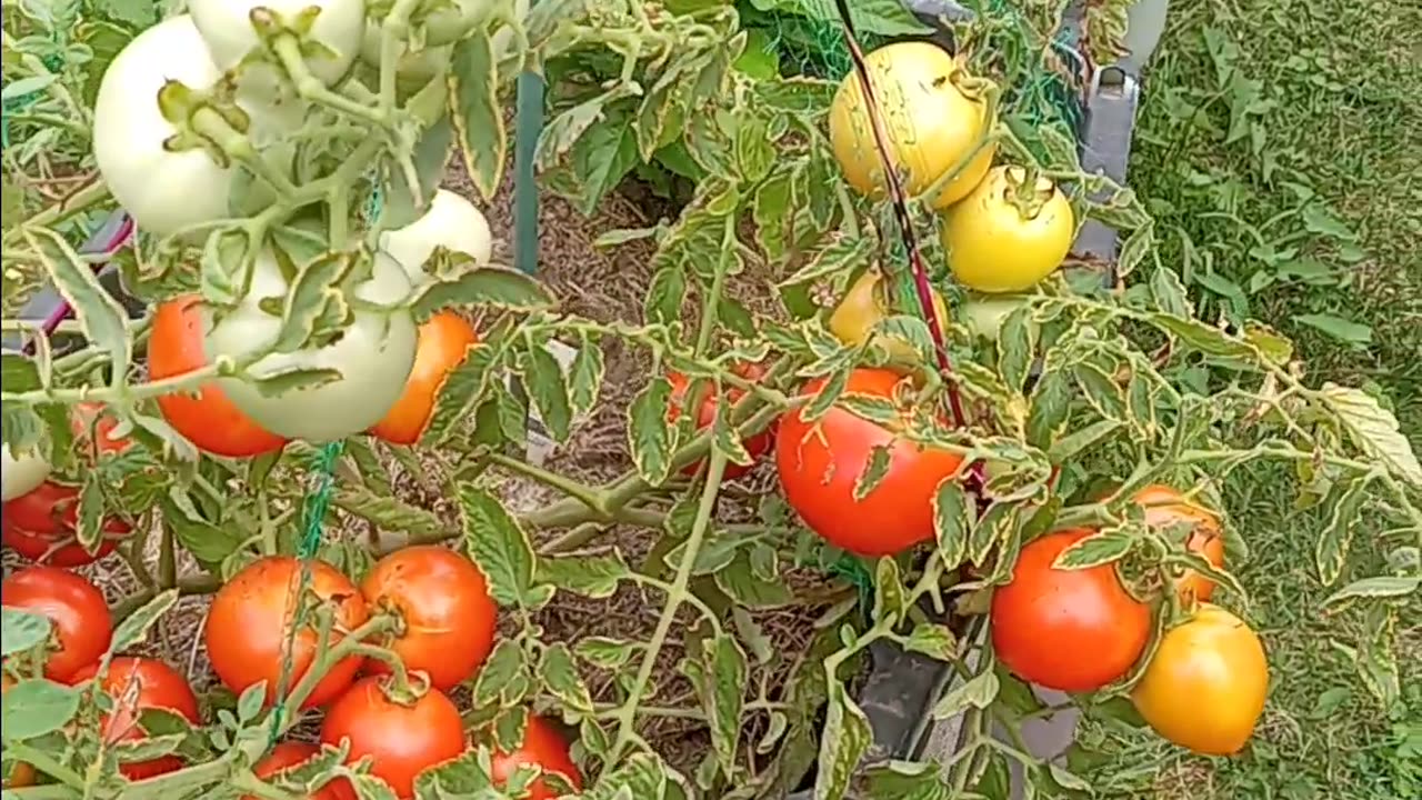 Now 39 tomatoes on one plant