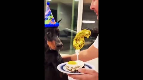 Try Not To Laugh - Dogs And Cats Reaction To Food