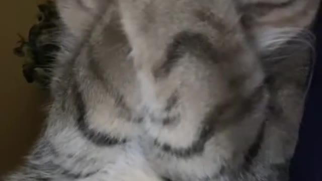 cute_animals #cute_animal_videos #cute_baby_animals #cute_pets #cute_videos #funny_animals