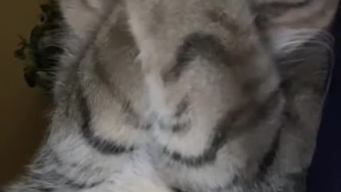 cute_animals #cute_animal_videos #cute_baby_animals #cute_pets #cute_videos #funny_animals