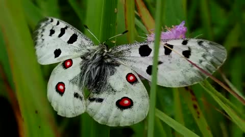 Beautiful butterfly video