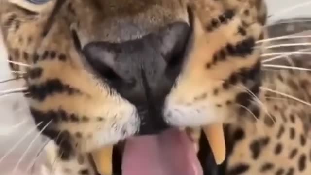 Leopard roaring