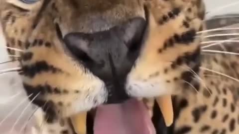 Leopard roaring