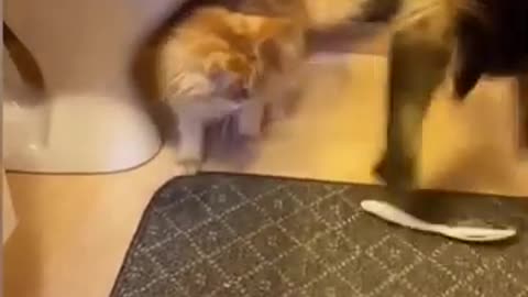 Funny Cat and Dog Moments.