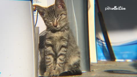 Viral cats