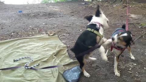 camping with the dogs at goodluck lake