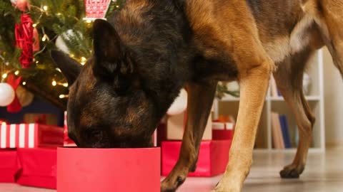 Hungry dog opening red box and eating close-up