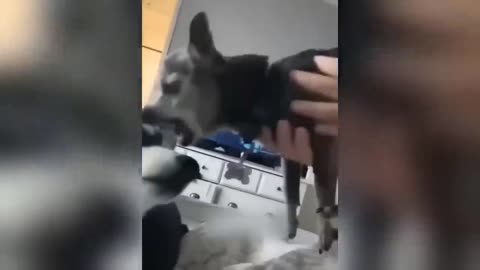 Funniest Animals 😄 New Funny Cats and Dogs Videos 😹🐶 Part 2