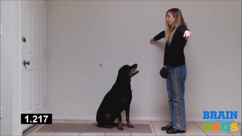 Brain Training for Dogs - Airplane Game Demonstration