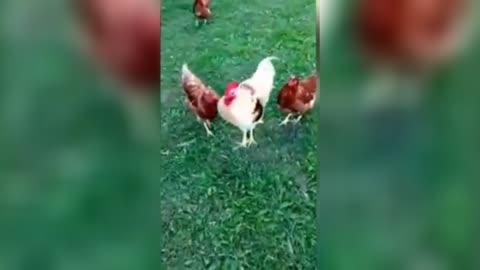 funny chickens videos