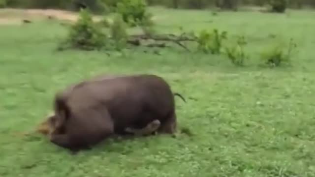 A male lion enters a bison herd and knocks down a bison
