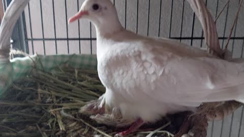 Ringneck Dove just one baby, day 08