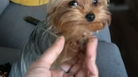 Polite Yorkie adorably asks owner for a handshake