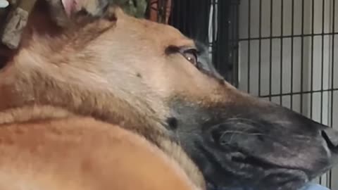 Puppy RESISTS HIS NAP, and kinda wins?