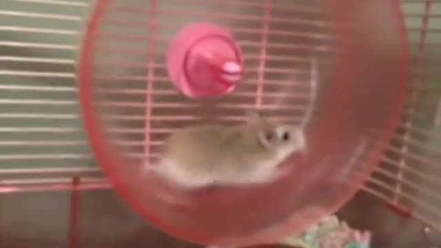 Hilarious Hamster!