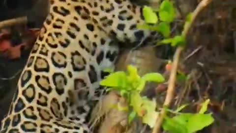 Jaguar attacking crocodile while sleepy