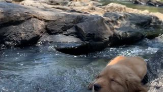 Puppy Enjoys the Outdoors Until It Drops