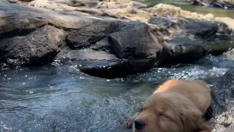 Puppy Enjoys the Outdoors Until It Drops