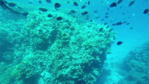 Red Sea Egypt under water world