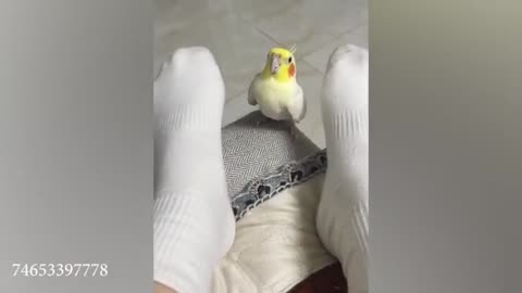 20 Minutes Of Ultimate Funniest Animals 2024 😅 Best Video 🐶