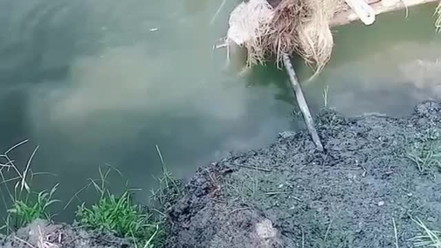 Lost jute cultivation in Bangladesh