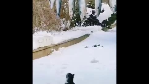 Funniest cat videos #43 - HILARIOUS!