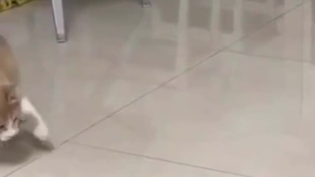 Funny Cat & Cute Videos Compilation #3 | Daily Funny Plox
