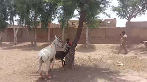 Animal funny video