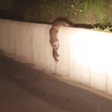 The best Teamwork from the Animal Kingdom