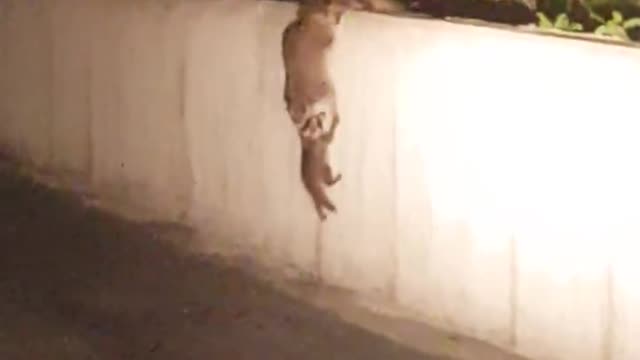 The best Teamwork from the Animal Kingdom