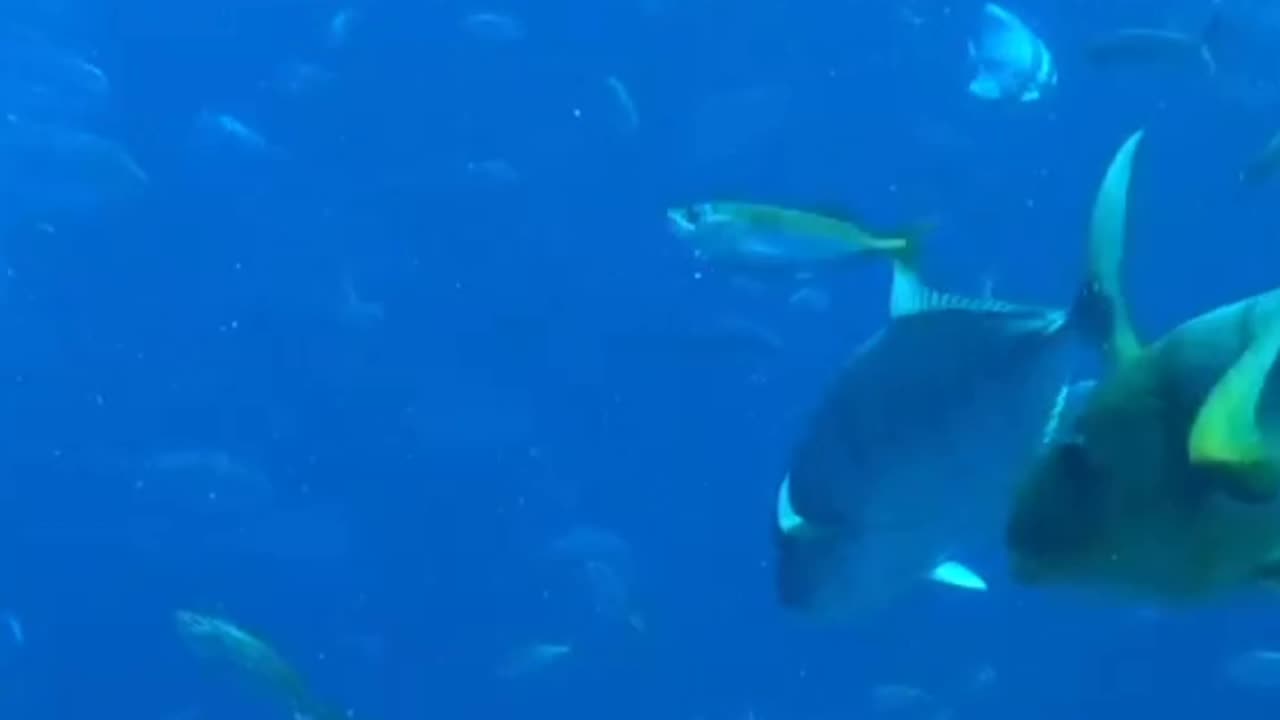 sea - deniz