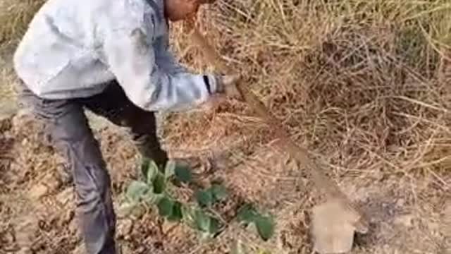 children farming