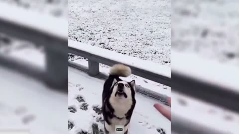 Funny Animal Videos Part 1