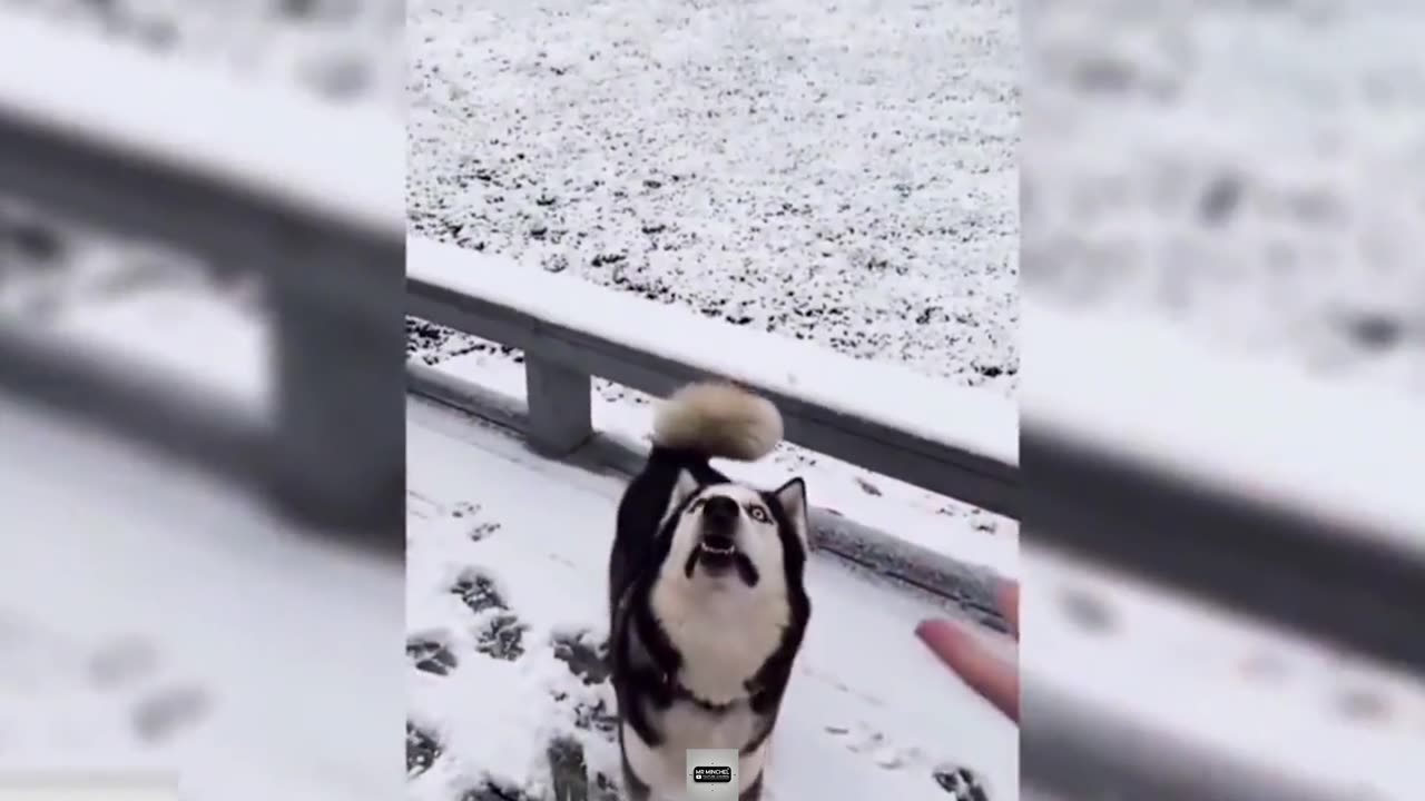 Funny Animal Videos Part 1
