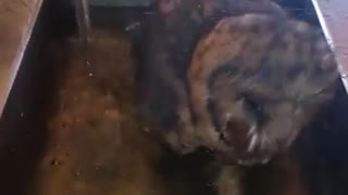 Owl Gets Soaked in the Sink