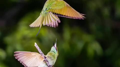 Wildlife's & Fun's
