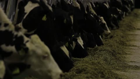 Cows on a farm. Dairy herd. Dairy production