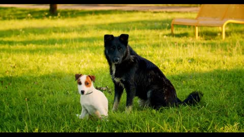 Friendship of two dogs black and white