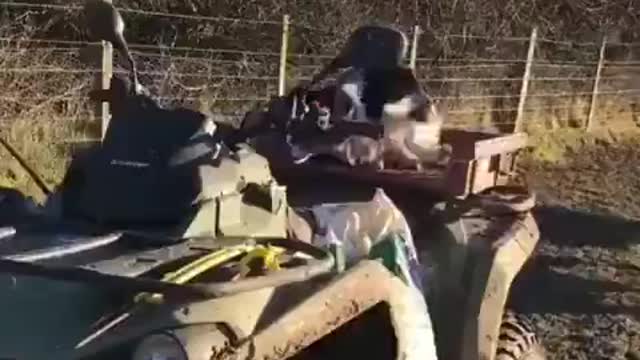 The best dog on field