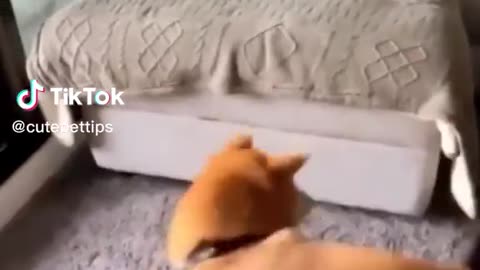Funny dogs
