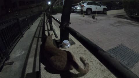 CHRIS MARTIN & MICHAEL JACKSON - Homeless cats in Ras Al Khaimah, UAE #ChrisMartin #MichaelJackson