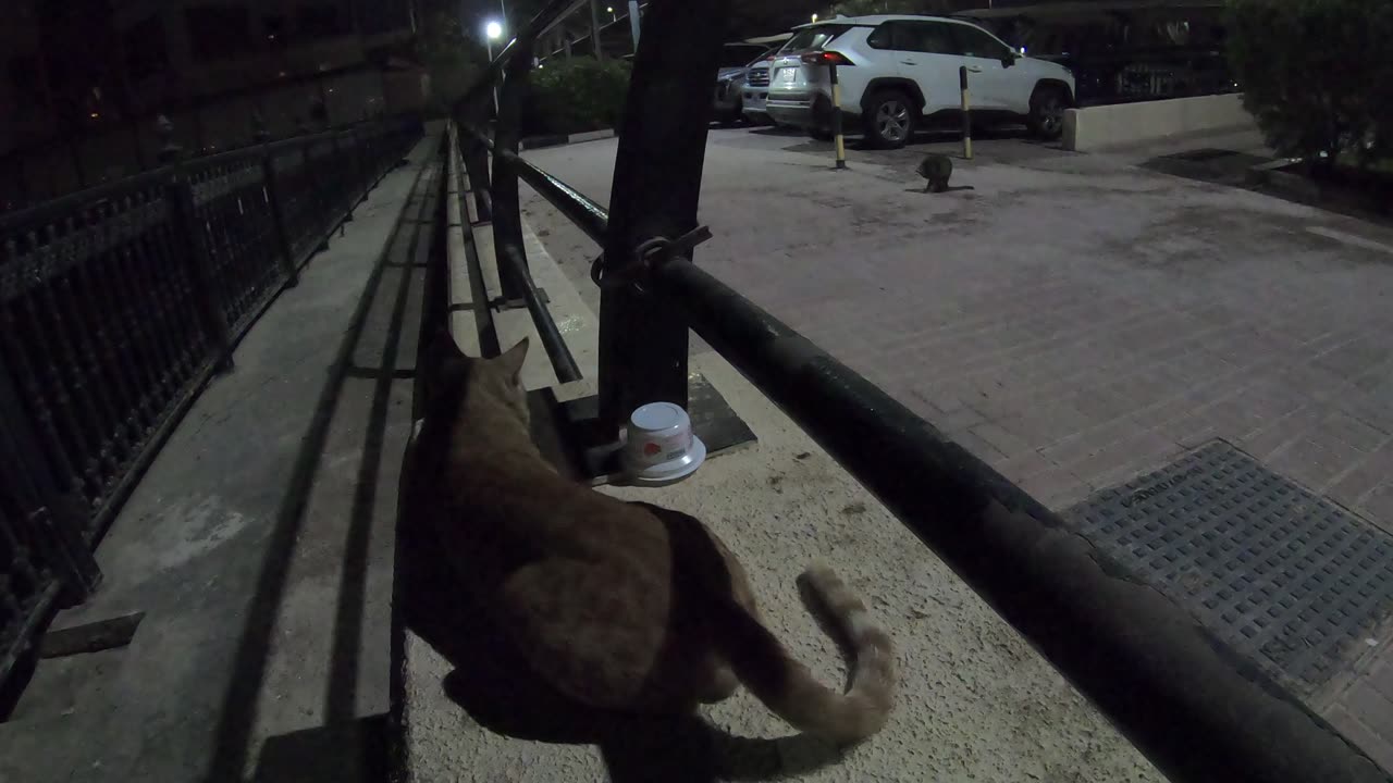 CHRIS MARTIN & MICHAEL JACKSON - Homeless cats in Ras Al Khaimah, UAE #ChrisMartin #MichaelJackson