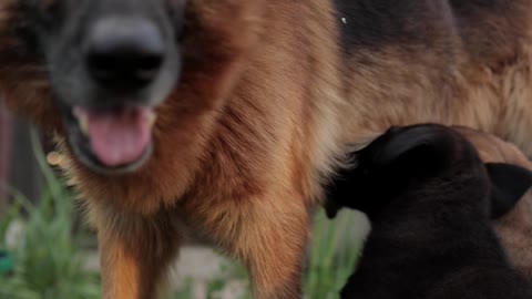 Mother dog feeding cute puppies