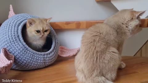 Simba, Rosie, Amani and Bas and have a fun day. British shorthair cats