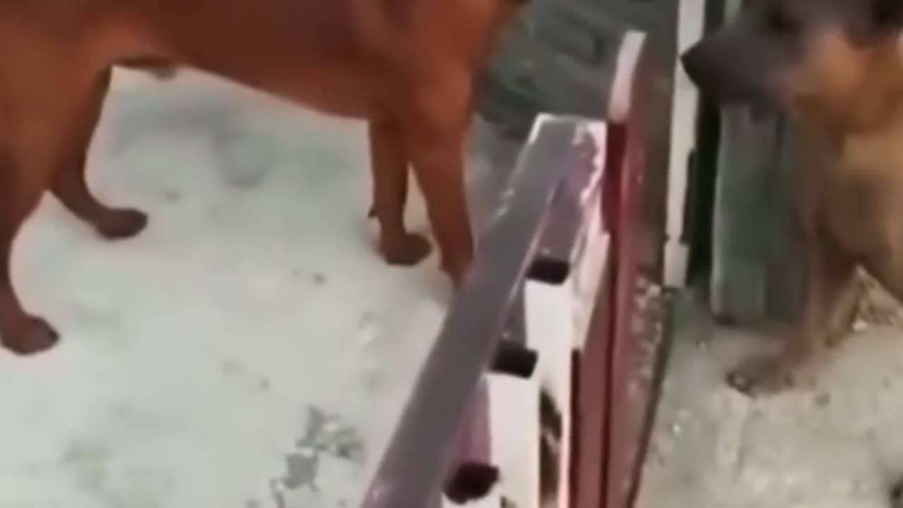 Funny Animal Videos 2024 Best Dogs And Cats Videos ๐บ๐short,viral,tiktok