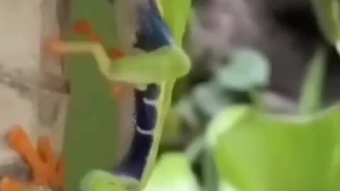 nature show 01