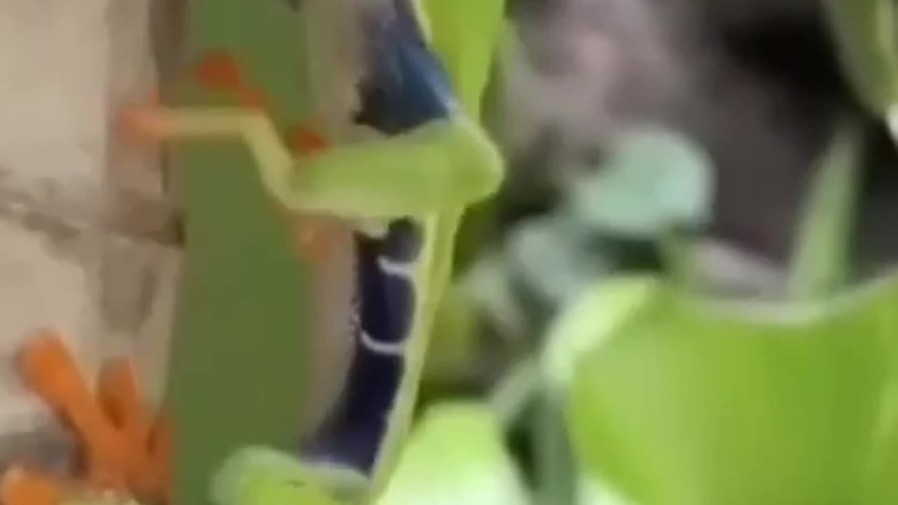 nature show 01