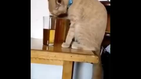 Crazzy cat😃😃
